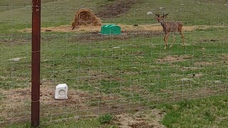 Early velvet bucks!