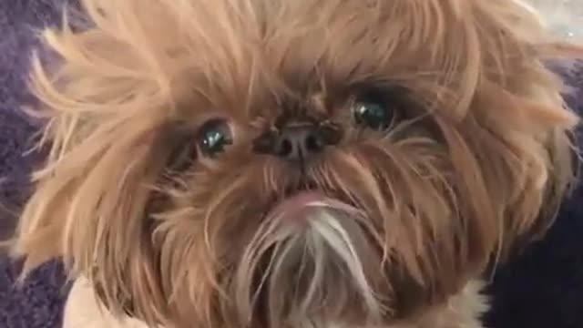 The dog is watching the camera