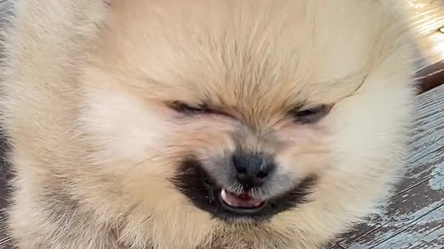 Small Pomeranian Puppy