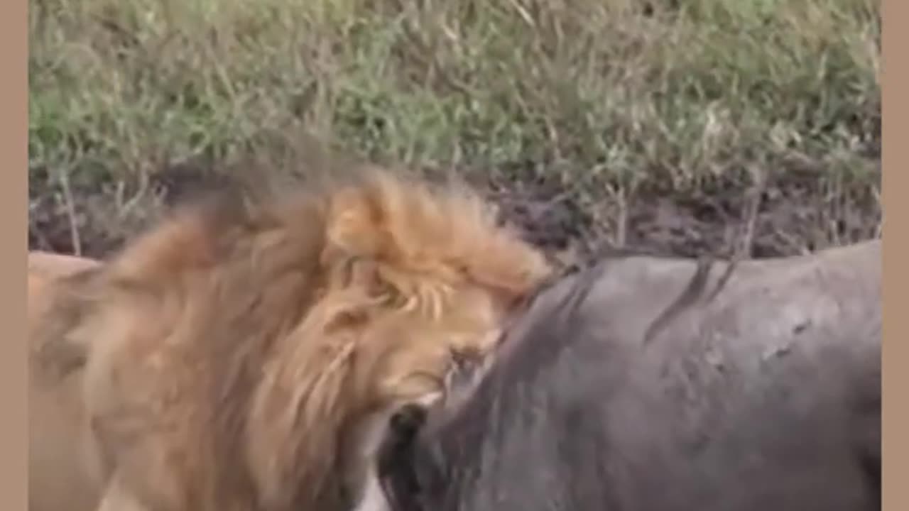 King of the Jungle vs. King of the Pasture- Bull vs. Lion #shorts #animals