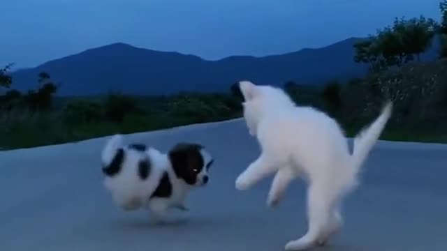 Are they Dancing? 😂Very Cute Dog and Cat