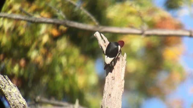 Redheaded Woodpecker Working