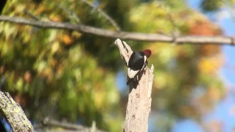 Redheaded Woodpecker Working