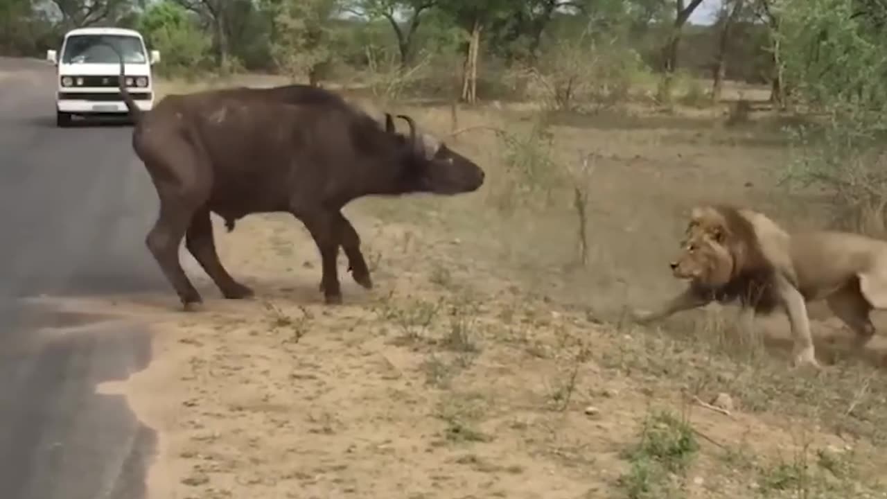 Lion attack Buffalo in front of tourists 🔥