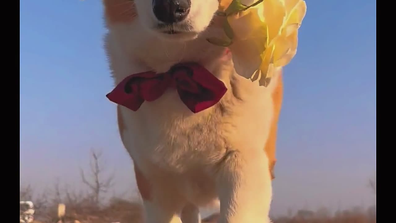 A gentleman's corgi