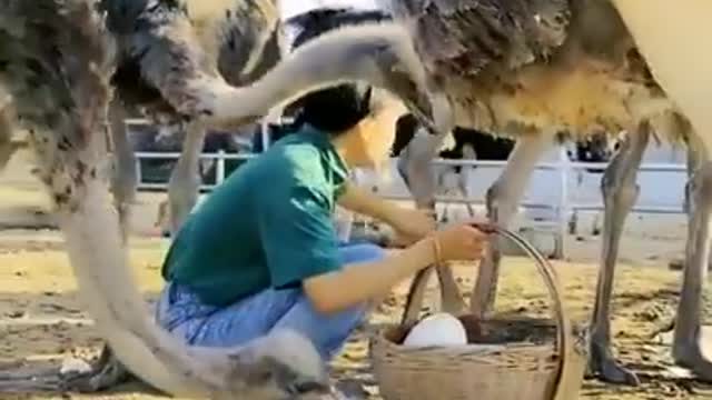 Big Giant Ostrich Bird