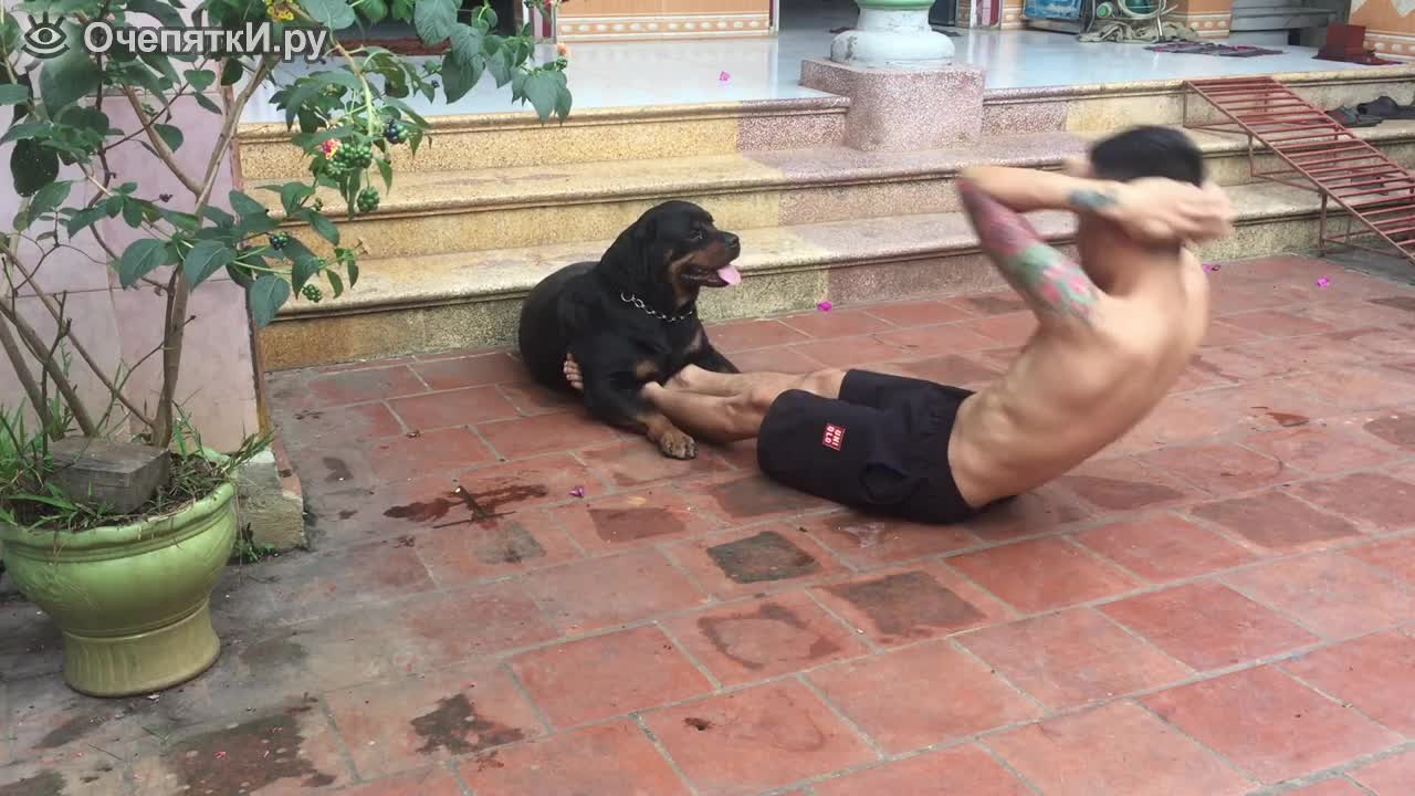 The dog helps to pump the abs