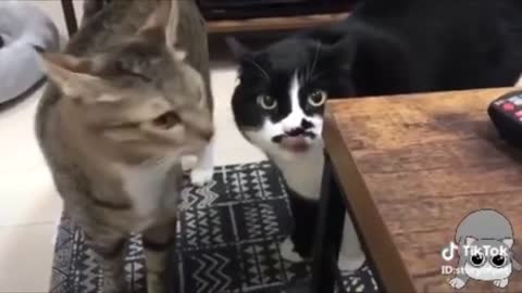 Funny Talking Cats