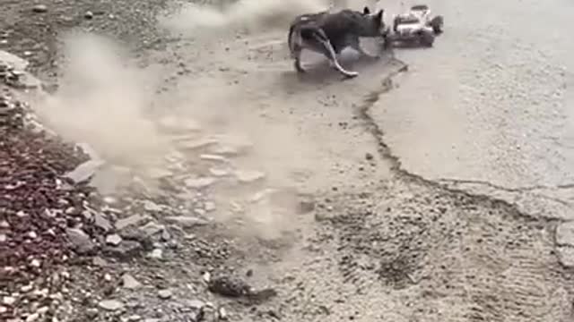 Amazing Dogs Fighting For Help other Dog on Street Compilation