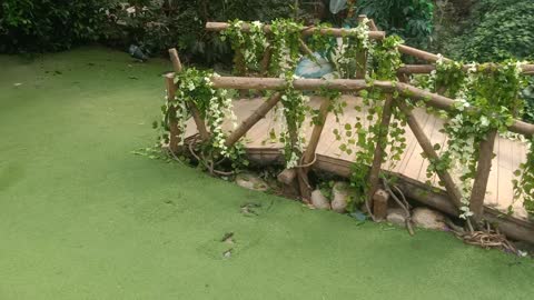 This is a bridge made of green leaves