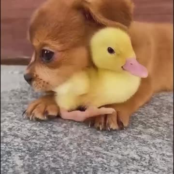 Funny Animal Video