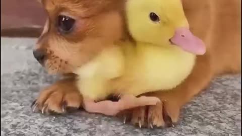 Funny Animal Video