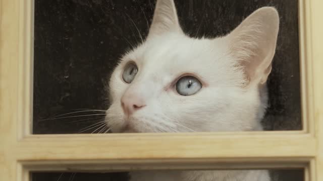 Cat look from window