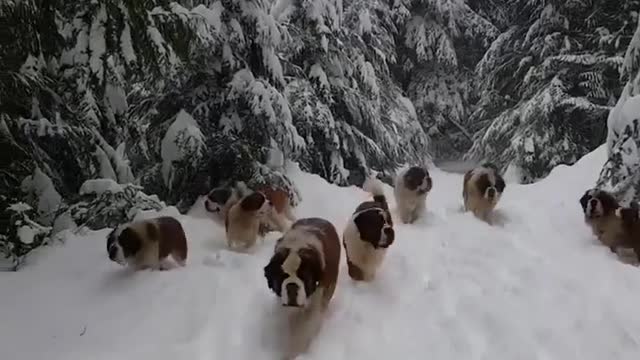 beautiful snow dogs