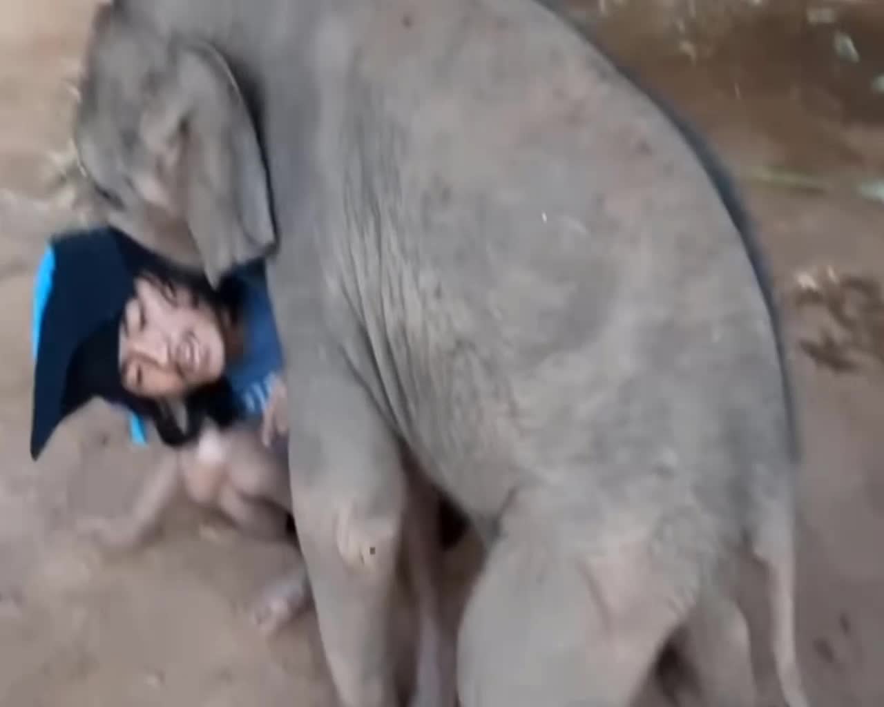 Elephant Funny Video For a man