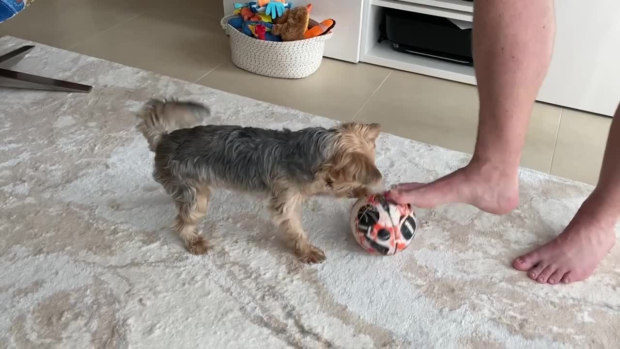 Crazy funny DOG thinks he is the next Ronaldo