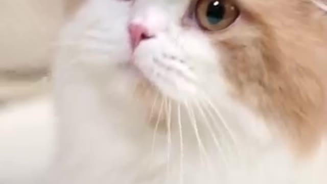 Cute Cat