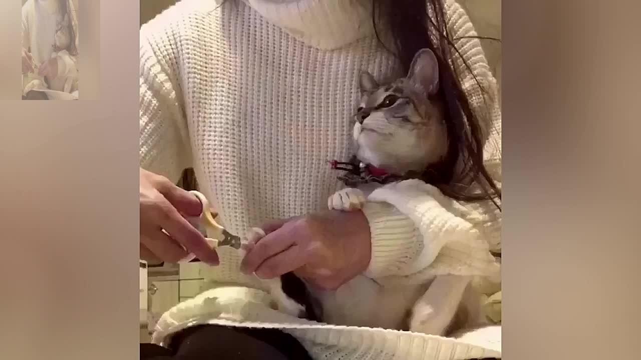 Cut the cat's nails