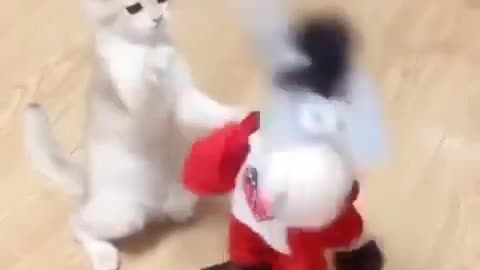 Cat dance with is toy