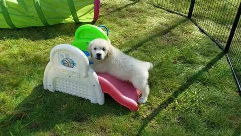 Rato de juego de unos cachorros de Golden Retriever te alegrará el día