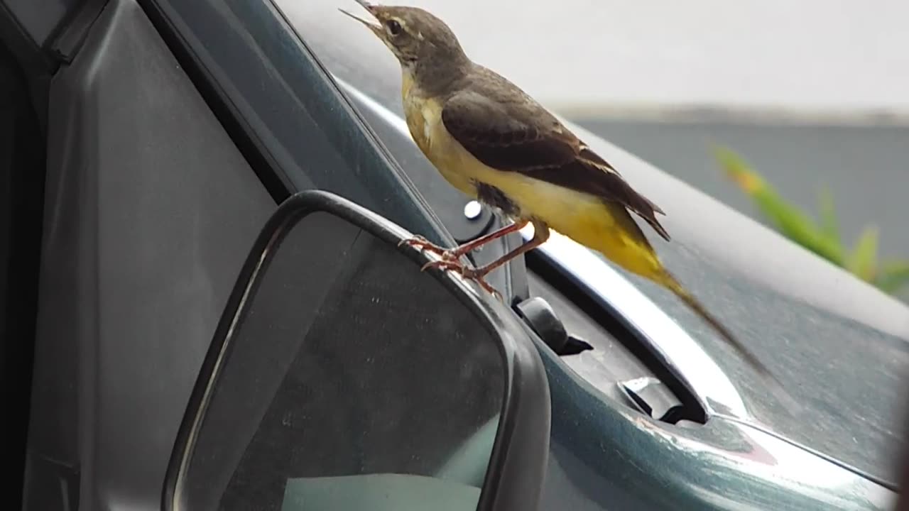 Grey wagtail