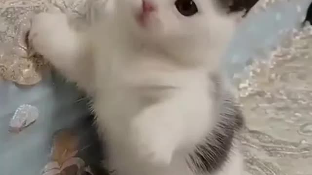 Cute cat