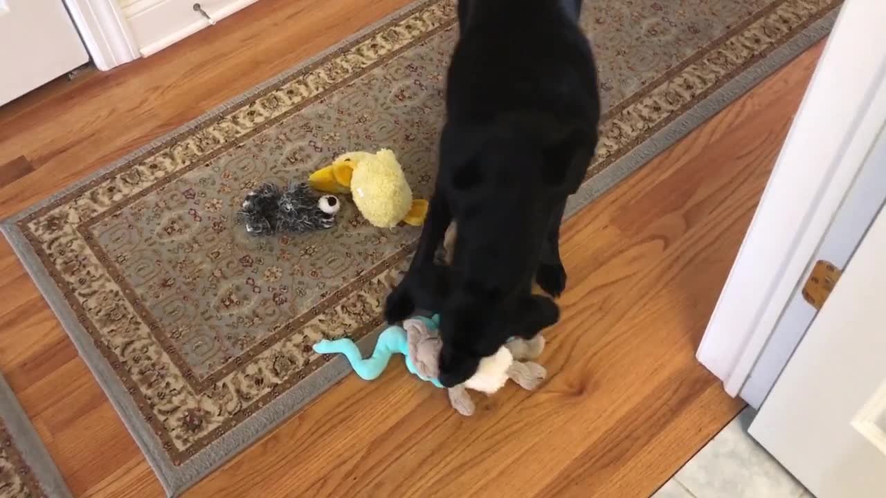 Labrador Patiently Waits For Stuffed Animals To Come Out Of The Drying Machine