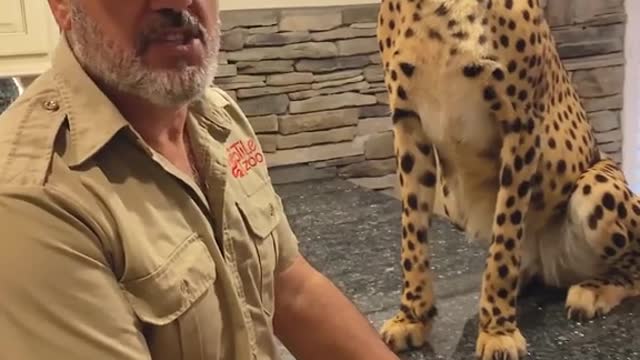 The cheetah was so fast I didn’t even see it jump off the bag 🤣