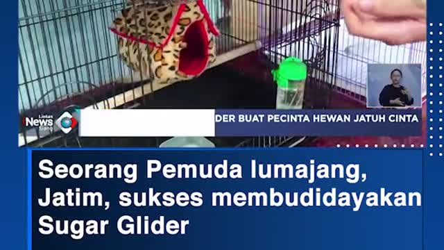 Seorang Pemuda lumajang, Jatim, sukses membudidayakanSugar Glider