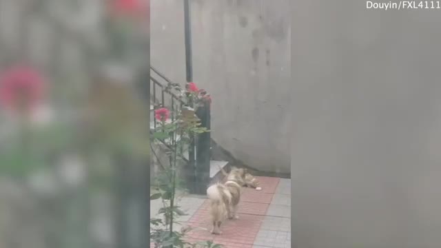 unbelievable, dog takes bread to hungry kitten, exciting!!