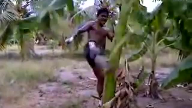 Thai fighter can fall the BANANA TREE down by kicking a few times