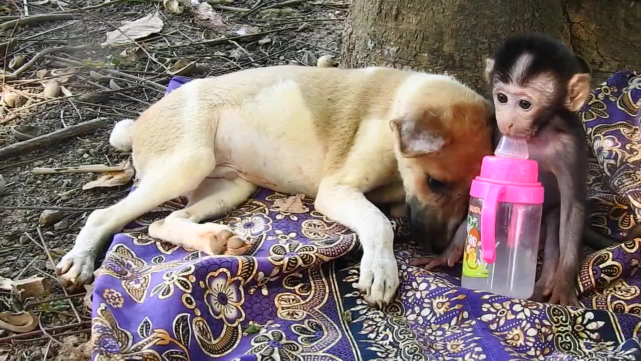 Adorable Dogs take care of monkey baby when its sleeping