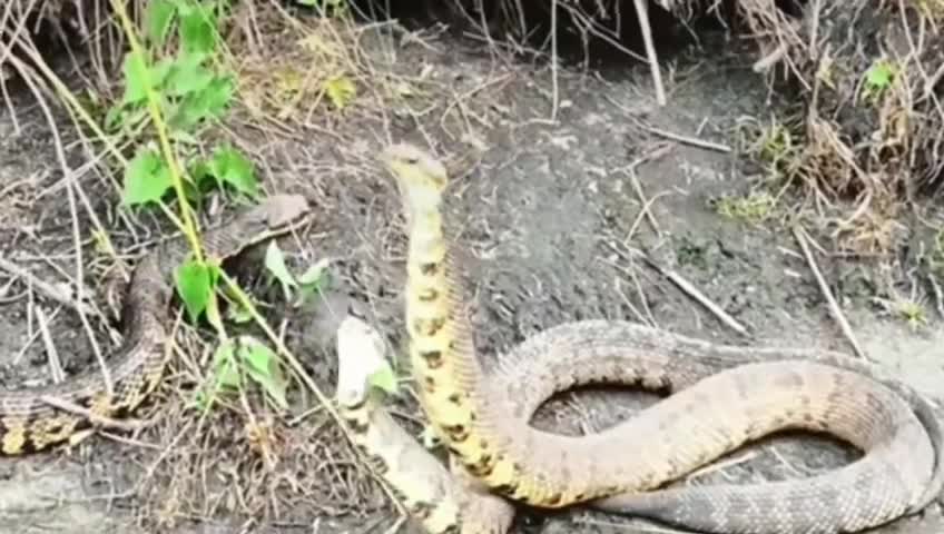 Snakes video follow