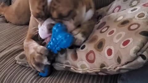 fyp#reese#oldeenglishbulldogge#cute