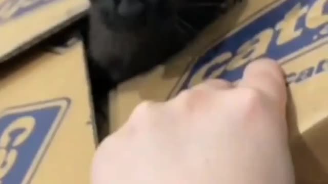 Cat funny video part-37