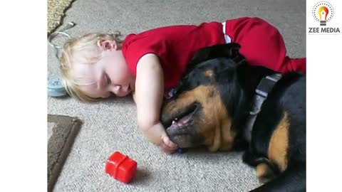 dog best friend