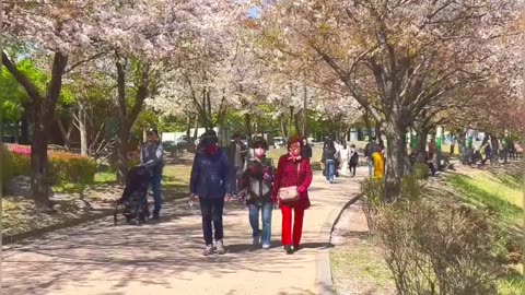 Chery flower on Korean street