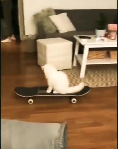 Funniest cat funny comedy scenes 🤣🤣