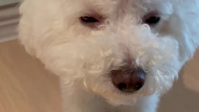 face massage to dog