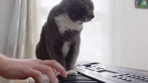 He accompanies his cat on the piano