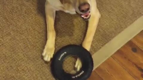 Dog puts paw on toy