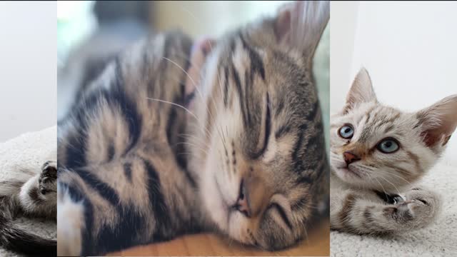 πππThe cutest kittens in the world!!