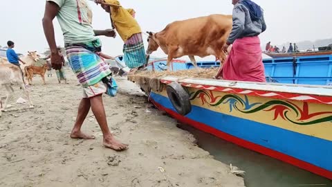 Cow unloading । Cow unloading video । Gabtoli four haat 2022 live