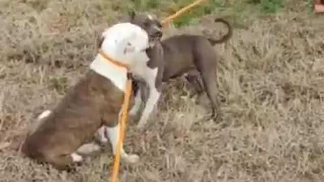 #2 female gray and white pittie #6 female brown and white pittie March2022