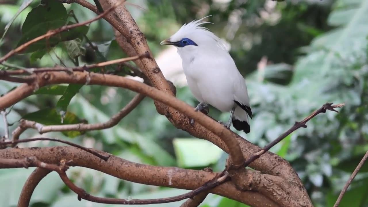 20240124 Bali Myna @HK Park Aviary