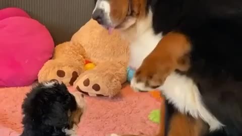 Caring baby puppy