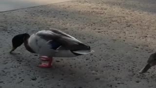 Feeding a Pair of Ducks