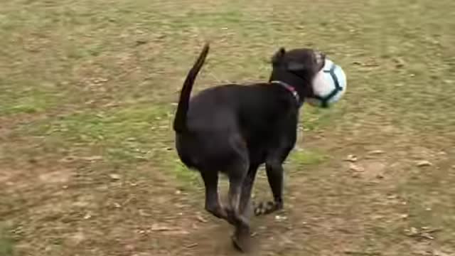 Girl Fills Her Home With Rescue Animals