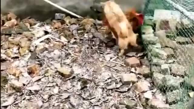 funny vedio chickin vs dog fight