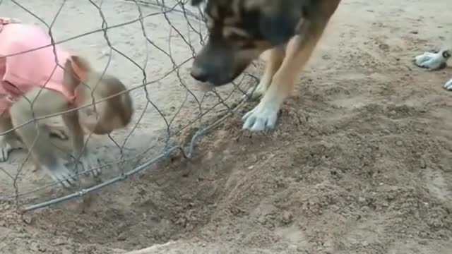 How a dog helped a monkey